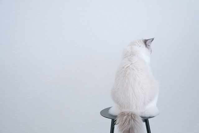 猫を迎えるための準備まとめ~猫への愛がすさまじい~