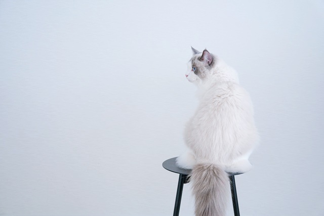 猫を迎えるための準備まとめ~猫への愛がすさまじい~