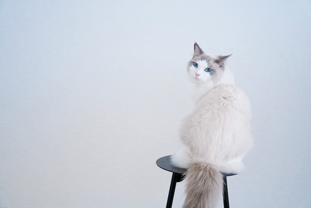 猫を迎えるための準備まとめ~猫への愛がすさまじい~