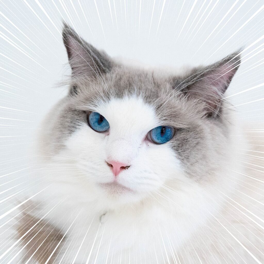 週末恒例の猫写真集！ カゴを買ってもらった桜ちゃん